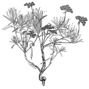 Santa Cruz Island Buckwheat