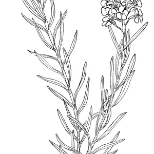 Island Wallflower