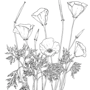 California Poppy