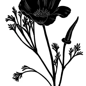 California Poppy