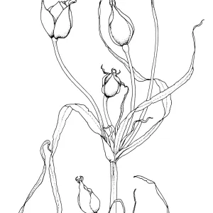 Club-haired Mariposa Lily