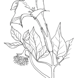 Jimson Weed