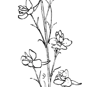 Scarlet Delphinium