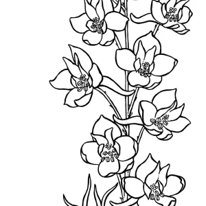 Scarlet Delphinium