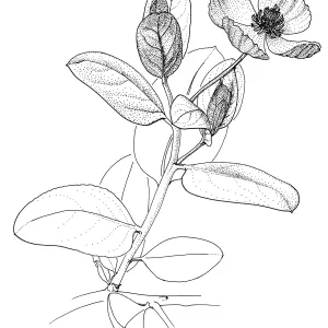 Island Bush Poppy