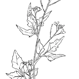 California Toothwort, Milkmaids