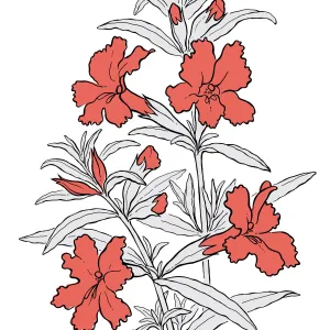 Bush Monkey Flower