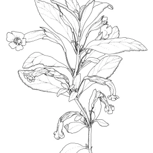 Bush Monkey Flower