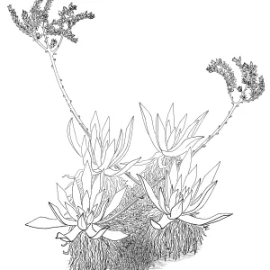 Dudleya (liveforevers)