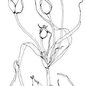 Calochortus clavatus subsp. Clavatus