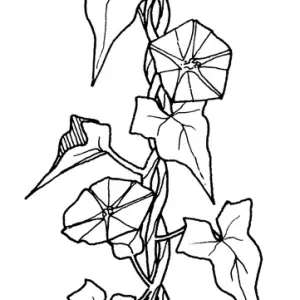 Bindweed