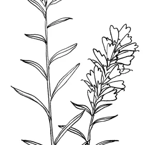 Paintbrush