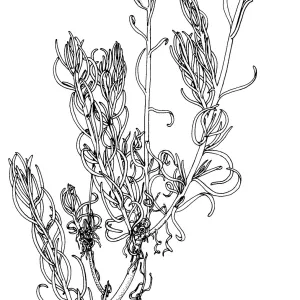 Paint Brush