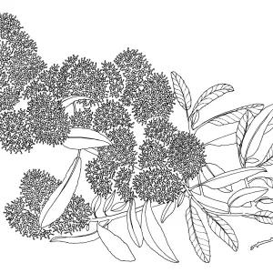 Wheeler Canyon Ceanothus