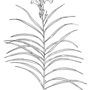 Desert Willow