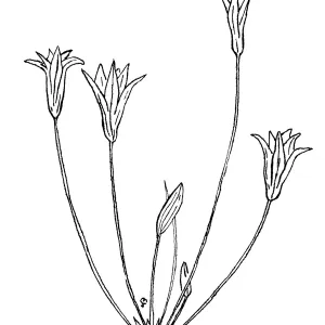 Harvest Brodiaea
