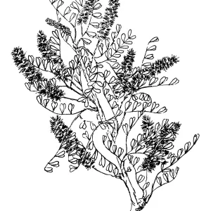 Cat-claw Acacia