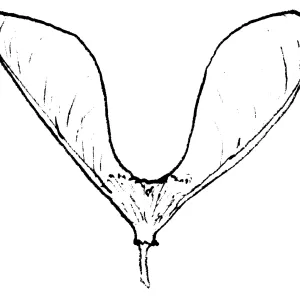 Maple