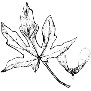 Big-LeafMaple