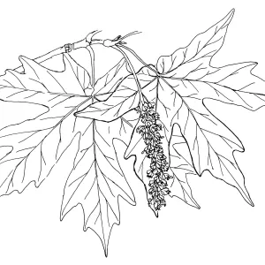 Big-LeafMaple