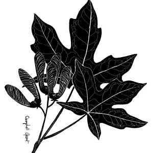 Big-LeafMaple