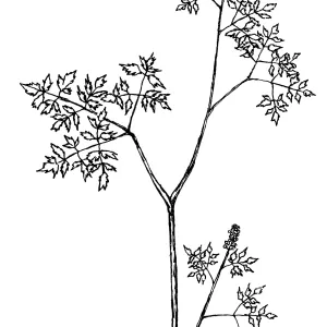 Baneberry