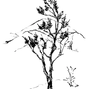 Ribbonwood