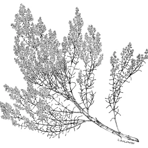 Ribbonwood