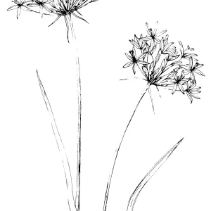Wild Onion