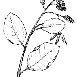 White Alder