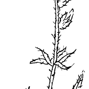 Fireweed Fiddleneck
