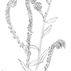 Fireweed Fiddleneck