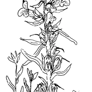 Sticky Snapdragon