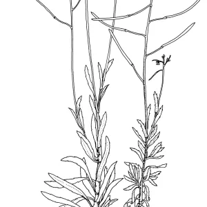 Hoffmans Rock Cress