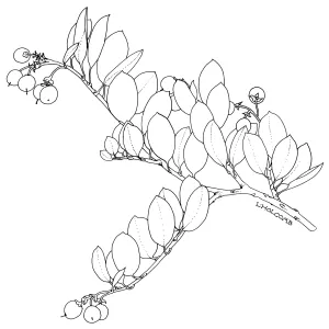 Shagbark Manzanita