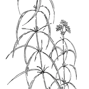 Narrowleaf Milkweed