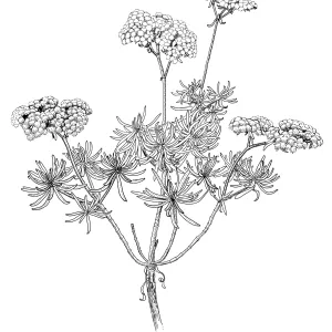 Santa Cruz Island Buckwheat