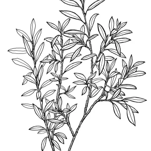 Arroyo Willow