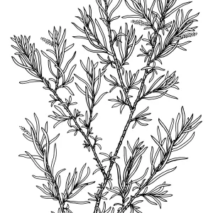 Sandbar Willow