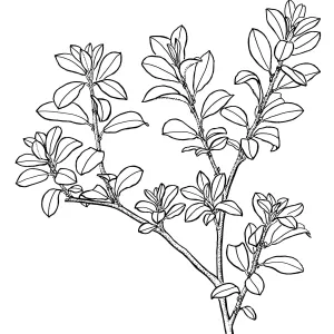 Sitka Willow