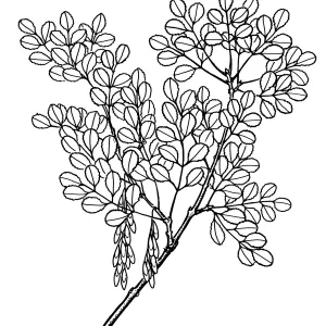 Foothill Ash, Flowering Ash