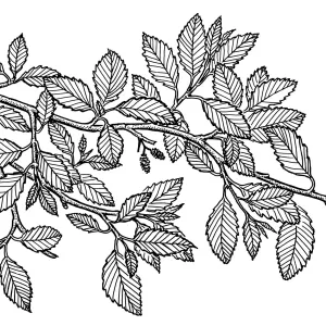 White Alder