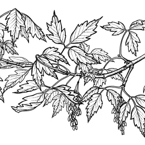 Box Elder