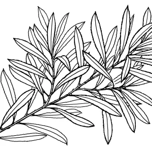 Pacific Wax Myrtle