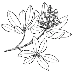 Madrone