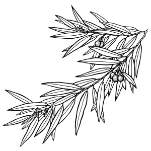 California Bay Laurel