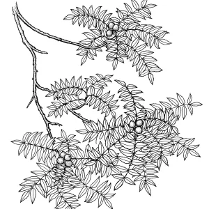 Southern California Black Walnut