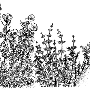 Mixed Wildflower Illustration