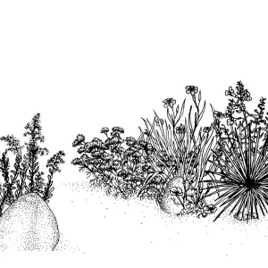 Mixed Wildflower Illustration (sage)