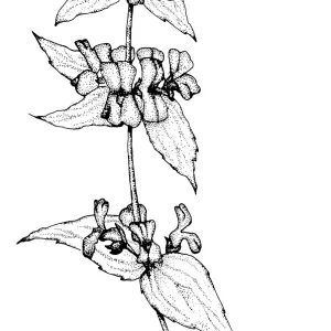 Collinsia